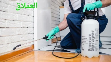 شركة مكافحة الحشرات في دبي