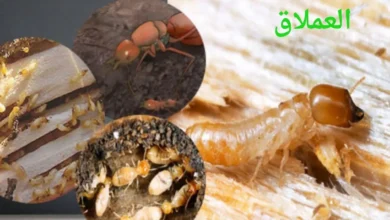 شركة مكافحة الرمة في الشارقة