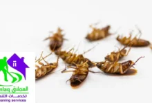 شركة مكافحة الصراصير في أم القيوين