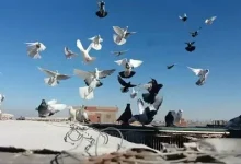 شركة مكافحة حمام في ام القيوين