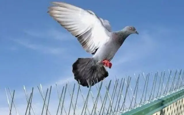 شركة مكافحة الحمام في أبوظبي