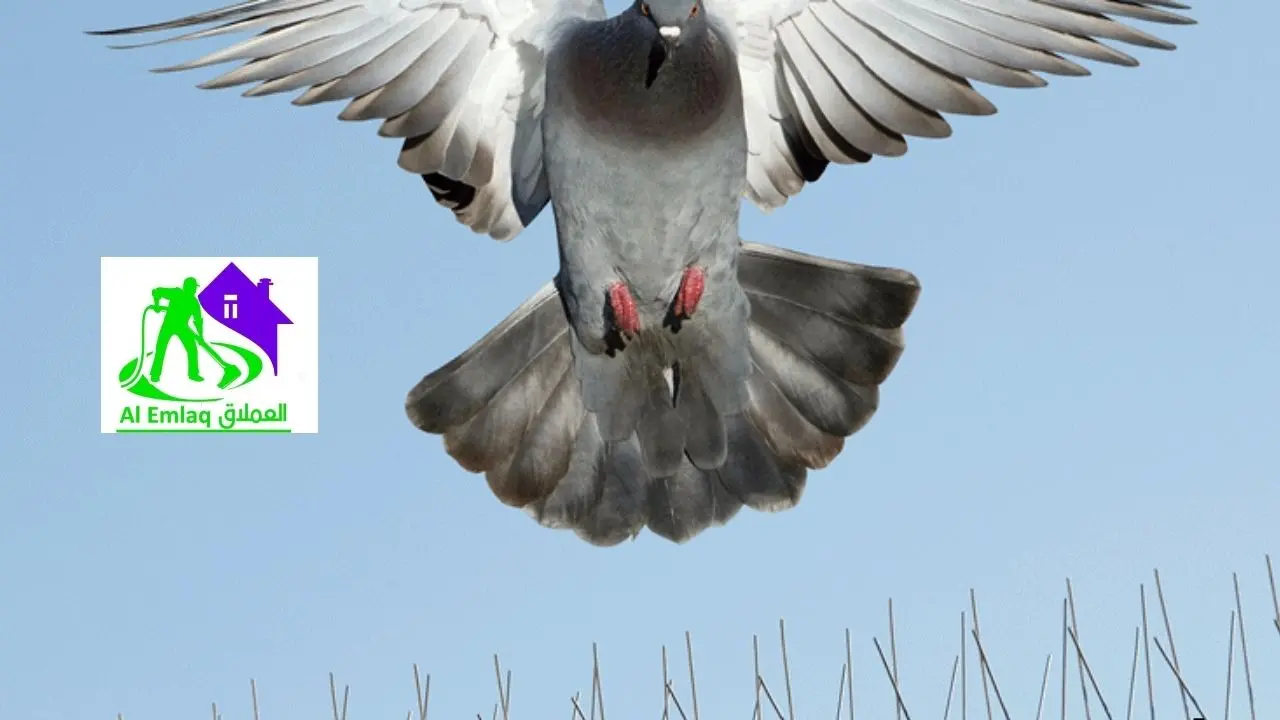 ارخص شركة مكافحة الحمام في ابو ظبي