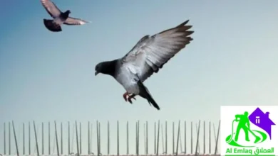شركة مكافحة الحمام في أبوظبي