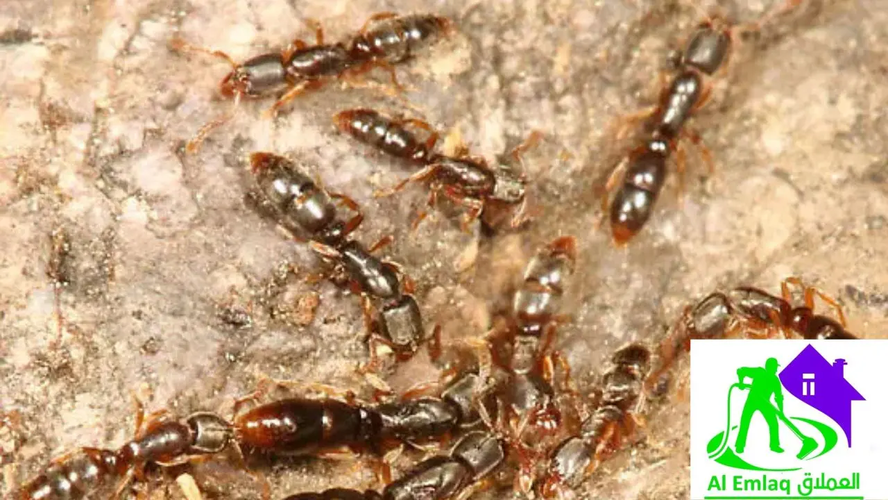 شركة مكافحة الرمة