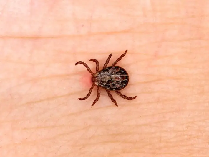 مكافحة حشرة القراد في دبي