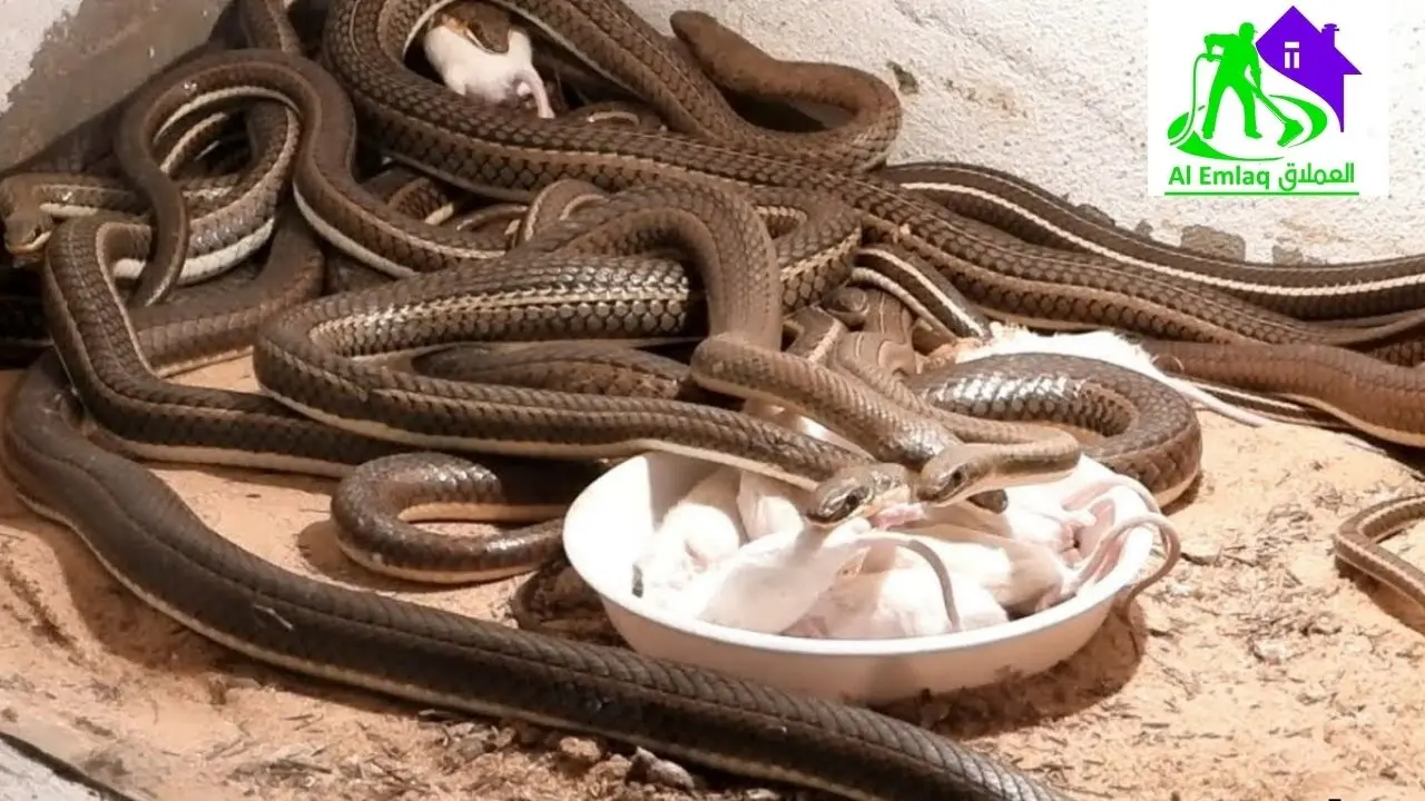 شركة مكافحة الثعابين في العين 
