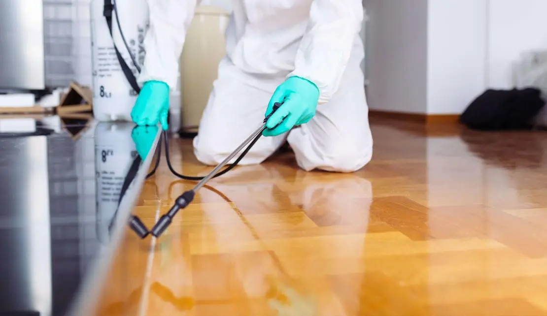 شركة إبادة حشرات في دبي