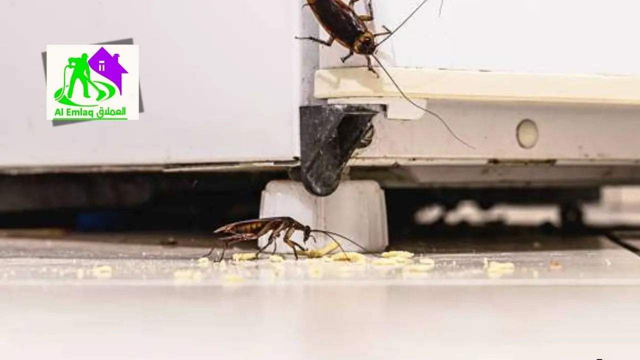 شركة مكافحة الصراصير في أم القيوين
