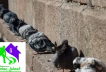 شركة مكافحة الحمام في رأس الخيمة