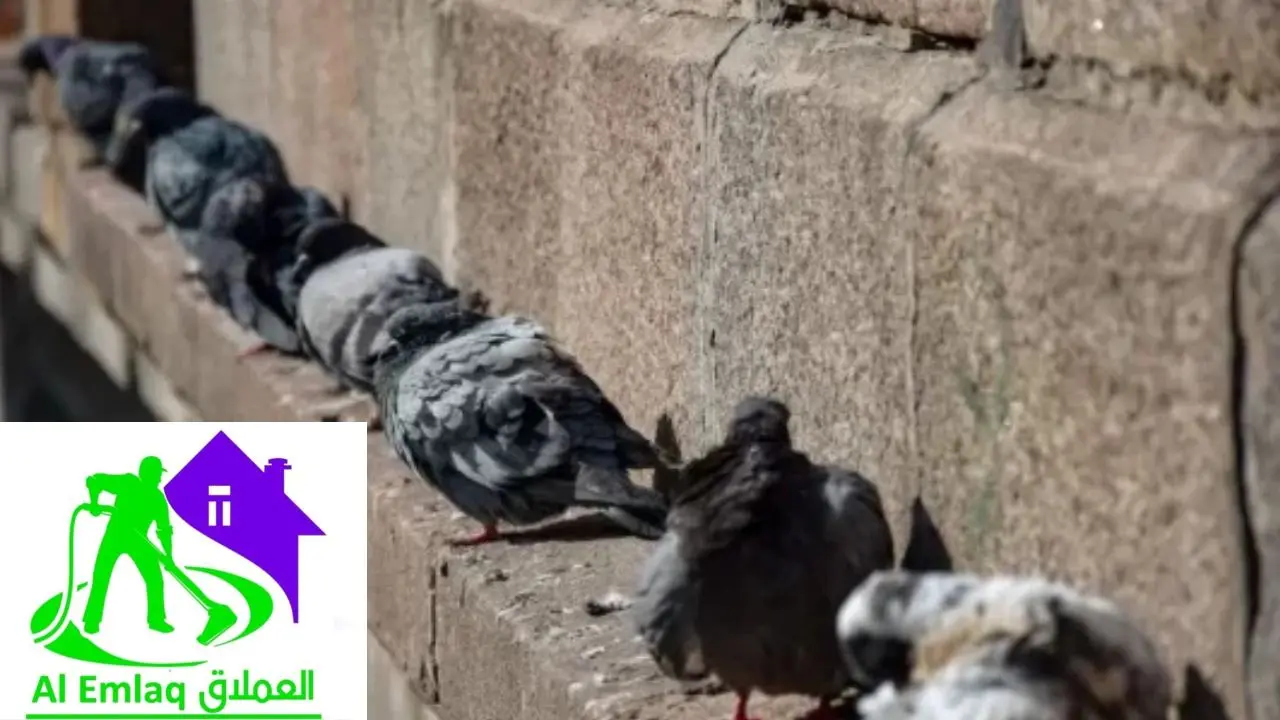 شركة مكافحة الحمام في رأس الخيمة