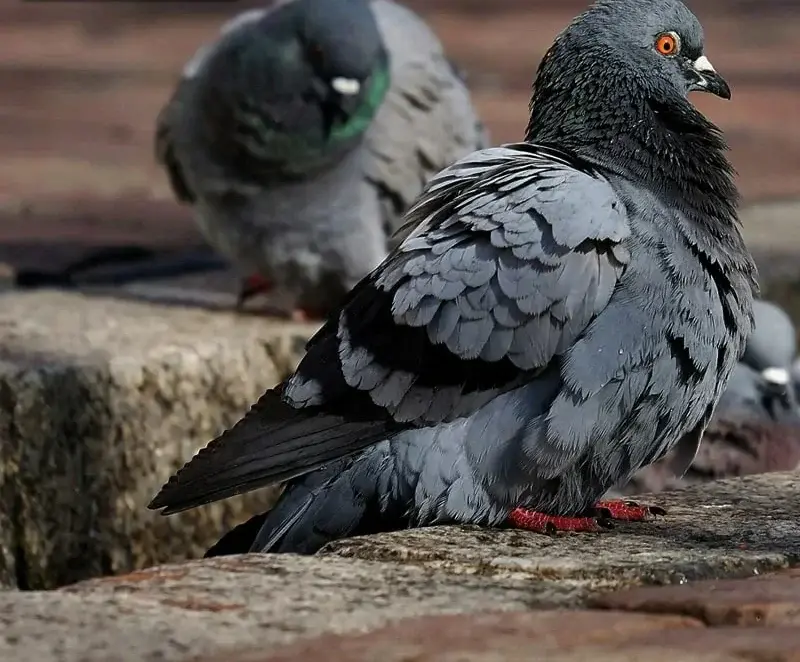 مكافحة الحمام في عجمان