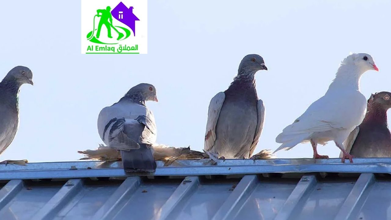 شركة مكافحة الطيور في العين
