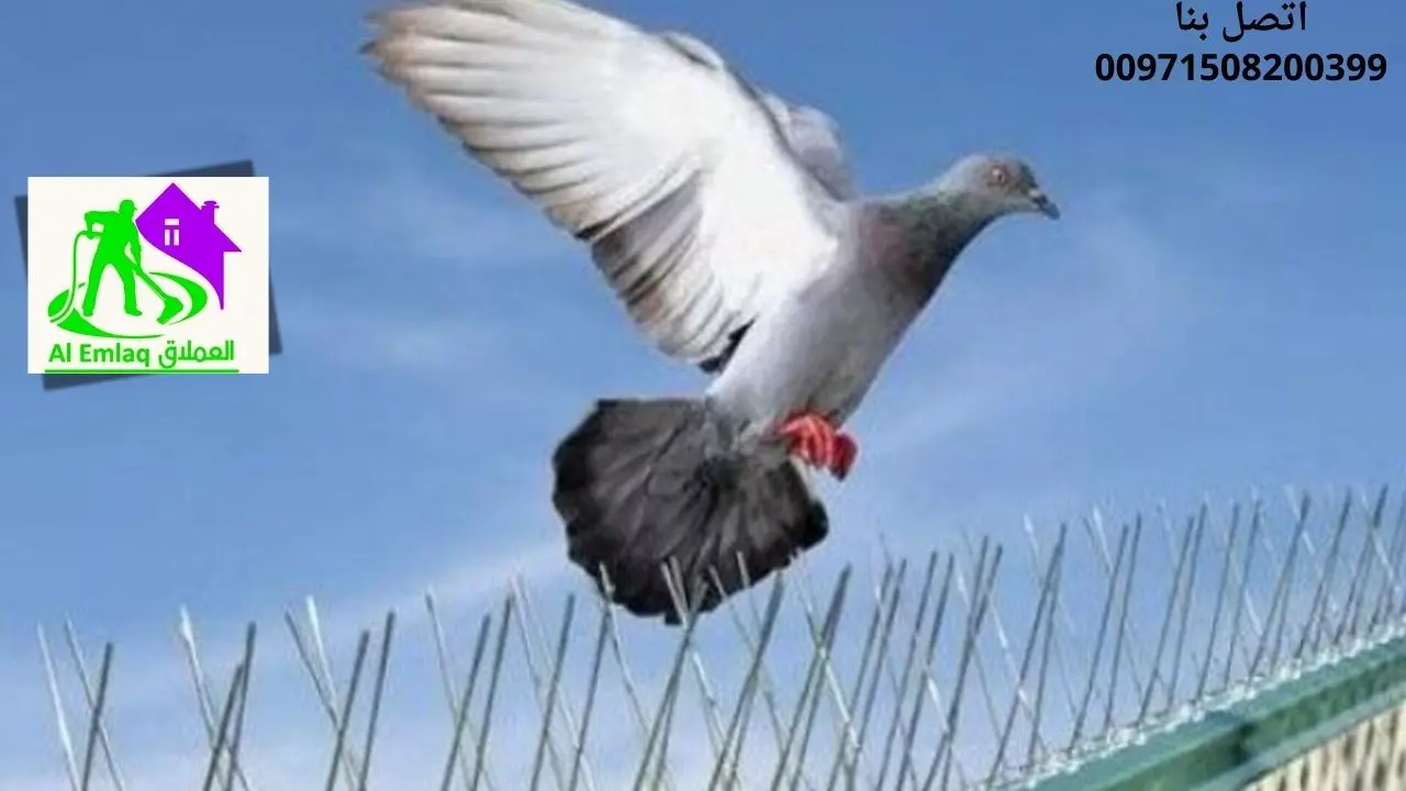 شركة مكافحة الحمام في الفجيرة