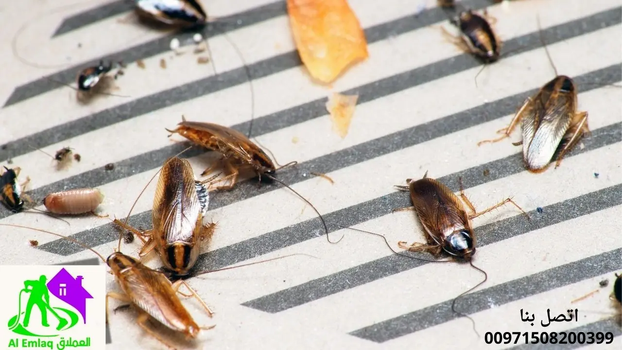 مكافحة صراصير في الفجيرة
