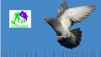 مكافحة الحمام في الفجيرة