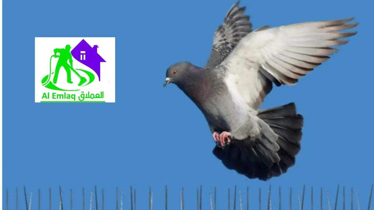مكافحة الحمام في الفجيرة