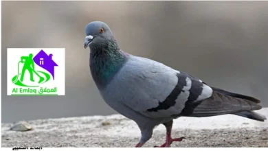 مكافحة الحمام في أم القيوين