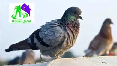 مكافحة الحمام في عجمان