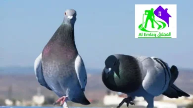 مكافحة الحمام في الشارقة