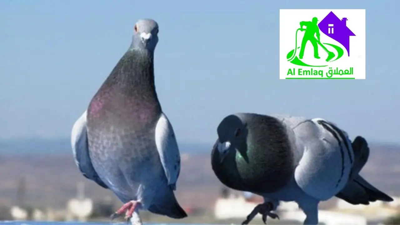 مكافحة الحمام في الشارقة