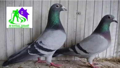 مكافحة الحمام في دبي