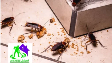 مكافحة صراصير في الفجيرة