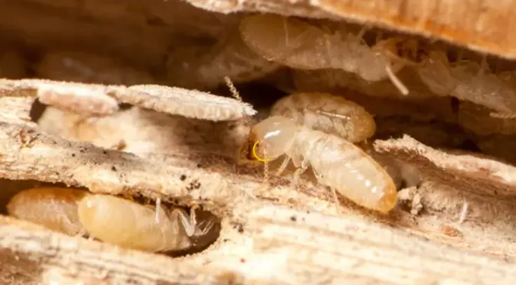 مكافحة الرمة في رأس الخيمة