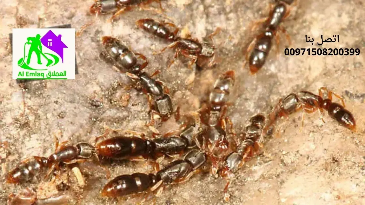 مكافحة الرمة في الفجيرة