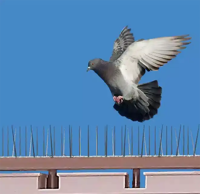 شركة مكافحة الحمام في ابو ظبي