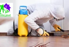 شركة مكافحة حشرات في الفجيرة