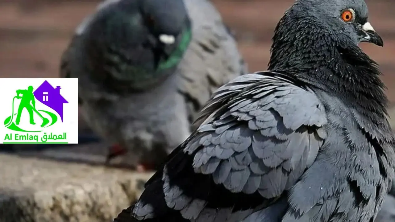 شركة مكافحة الحمام في رأس الخيمة