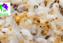 شركة مكافحة الرمة في الفجيرة