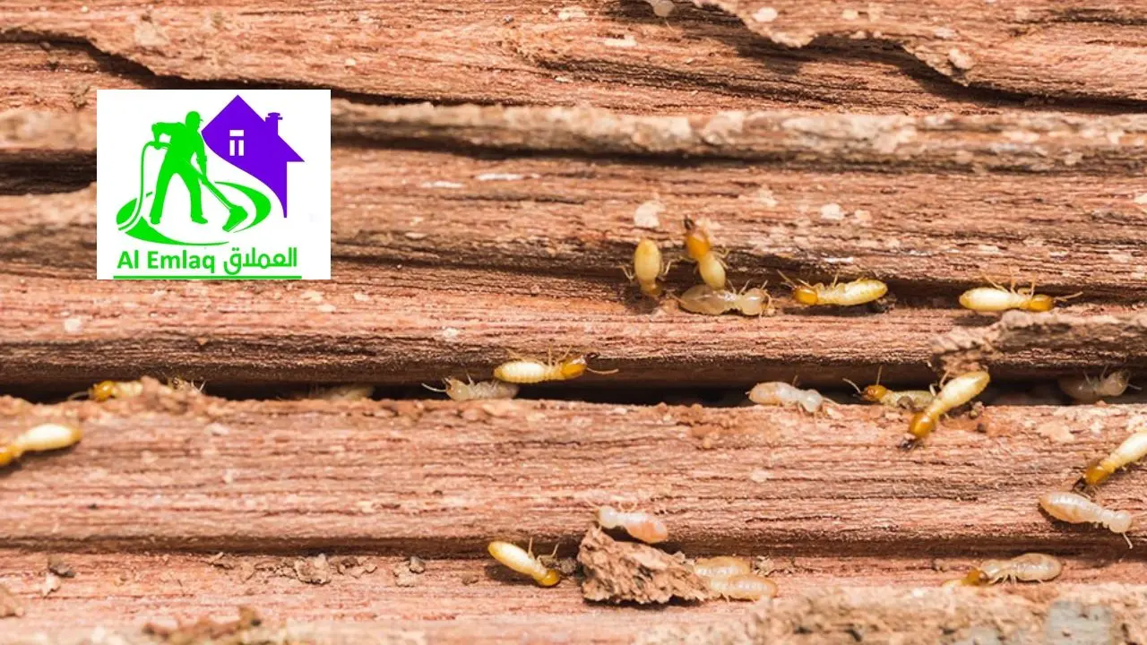 أسعار مكافحة الرمة في رأس الخيمة