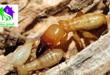 مكافحة الرمة