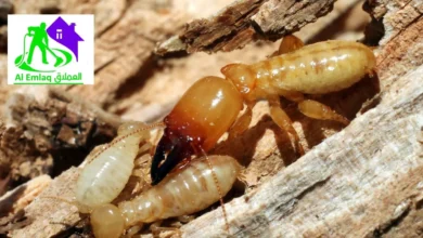 مكافحة الرمة