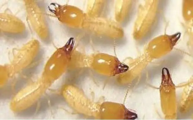 شركة مكافحة الرمة