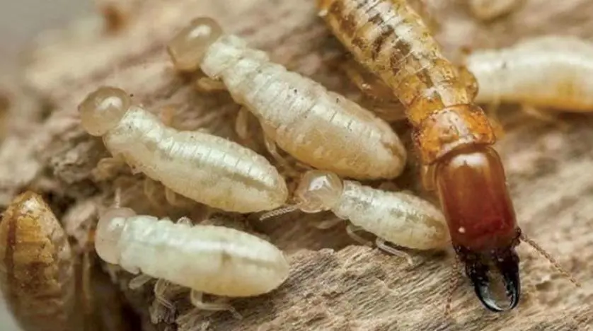 ارخص شركة مكافحة الرمة في ابوظبي