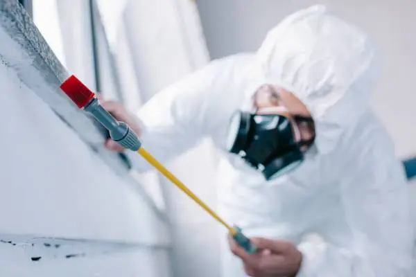 خدمات شركة مكافحة النمل الأبيض في أم القيوين