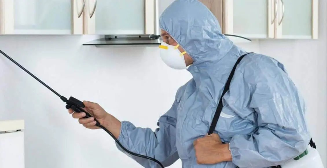 شركة مكافحة الحشرات في العين