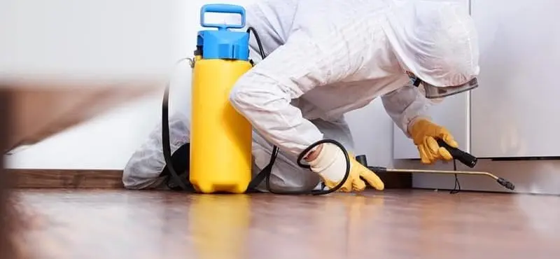 شركة رش النمل الأبيض في الفجيرة