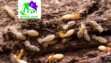 خدمات مكافحة الرمة في الشارقة