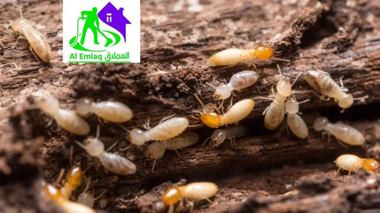 خدمات مكافحة الرمة في الشارقة