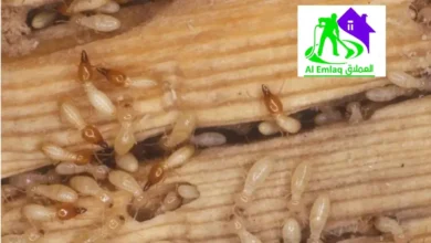 شركة مكافحة النمل الأبيض في دبي