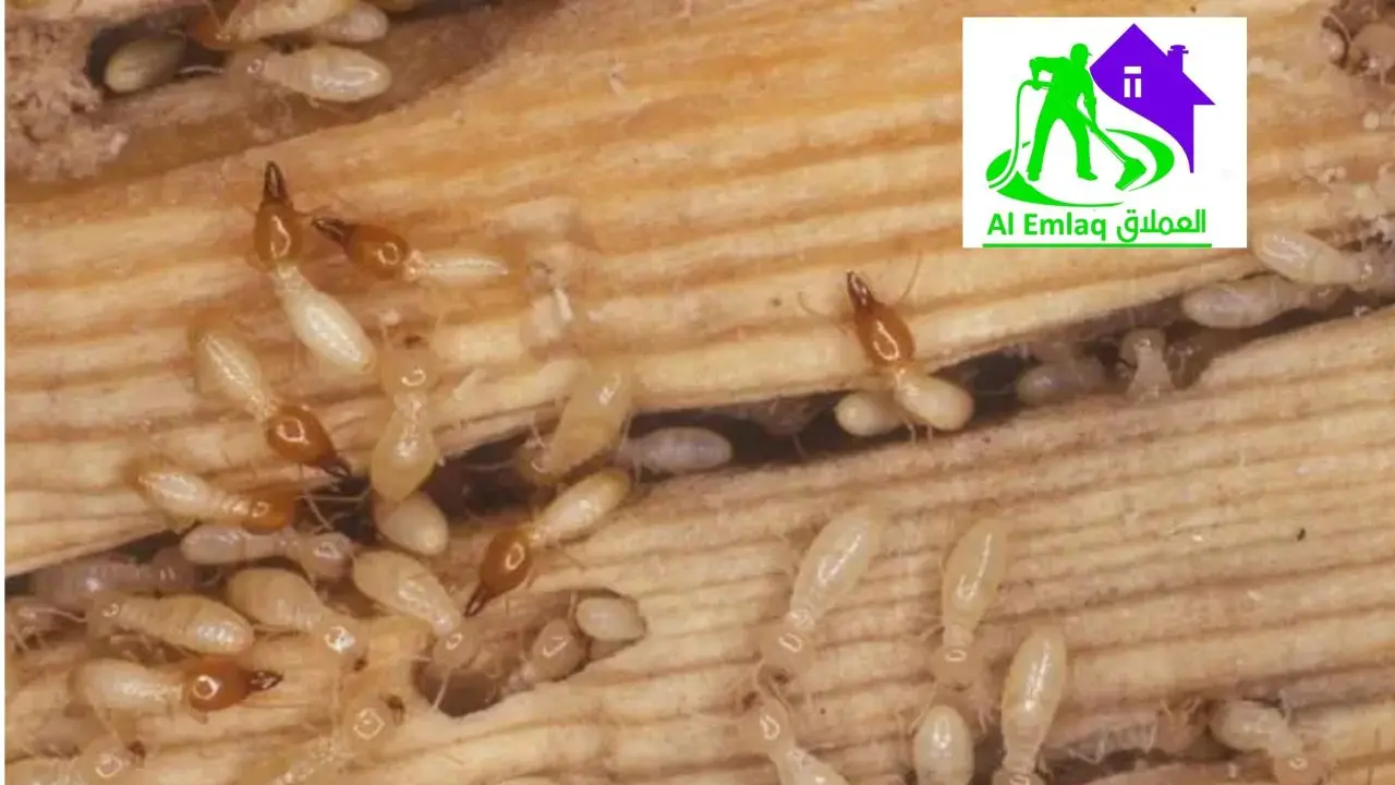 شركة مكافحة النمل الأبيض في دبي