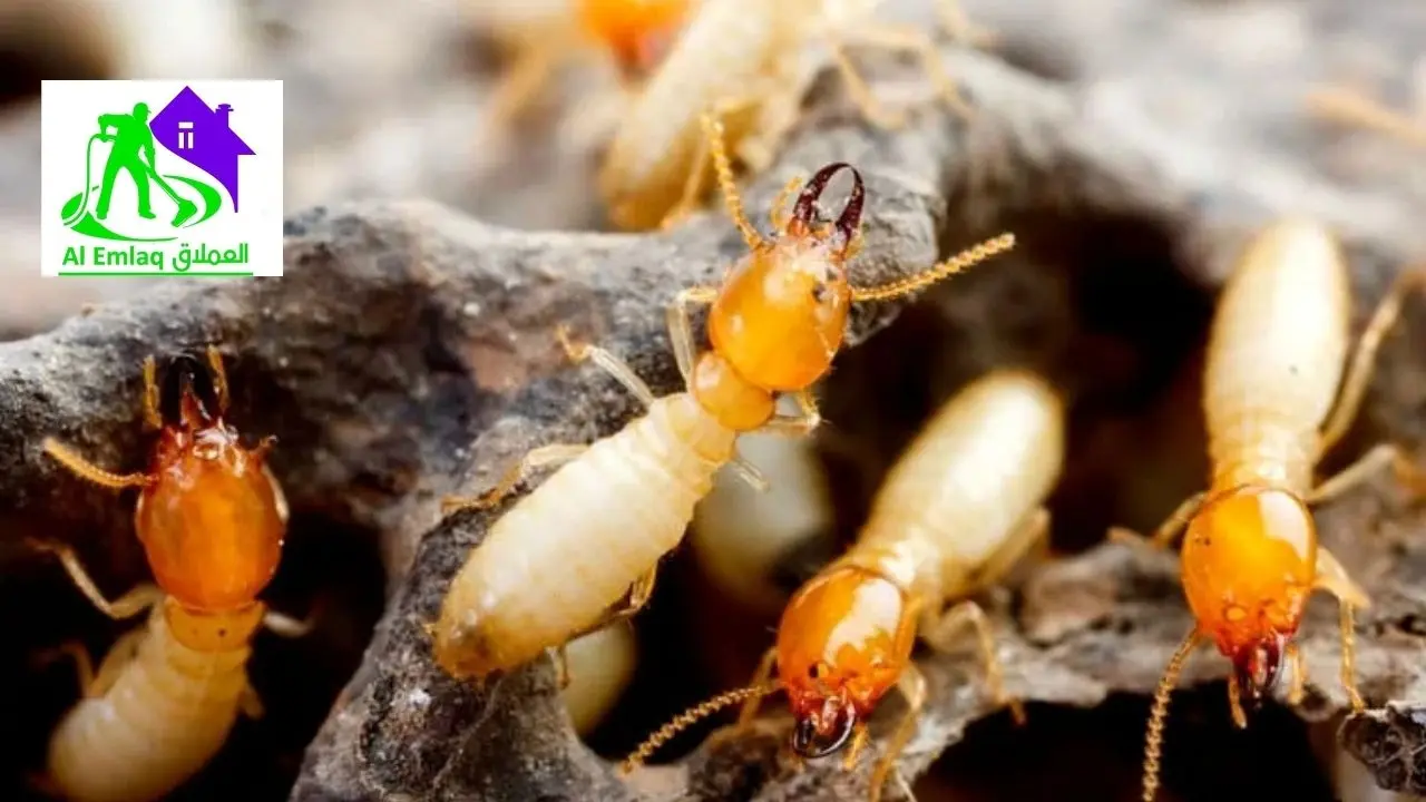 شركة رش الرمة في ابوظبي