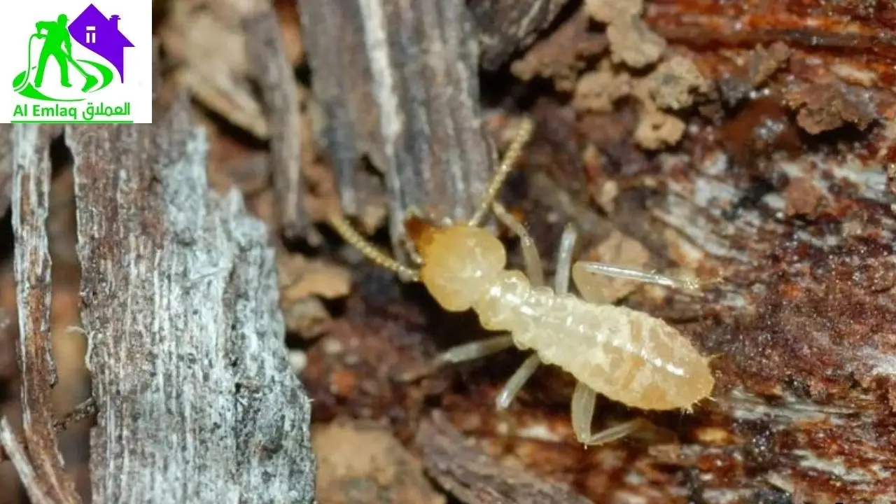 شركة مكافحة الرمة في العين