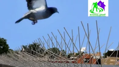 شركة تركيب طارد الحمام في أم القيوين