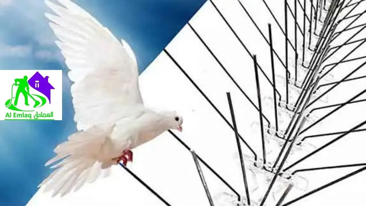 شركة تركيب طارد الحمام في عجمان