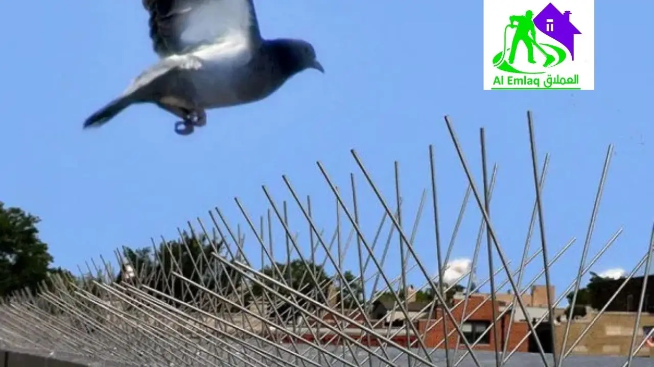 شركة تركيب طارد الحمام في أم القيوين