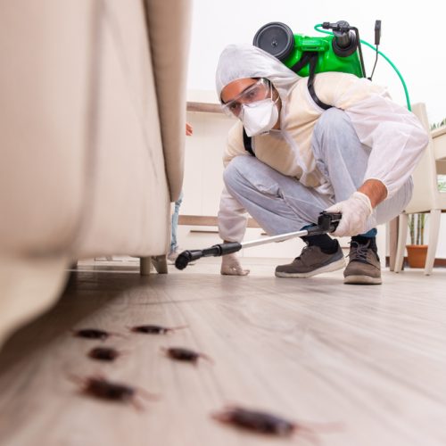 شركة واحة العملاق مكافحة الحشرات بالامارات شركة واحة العملاق مكافحة الحشرات بالامارات